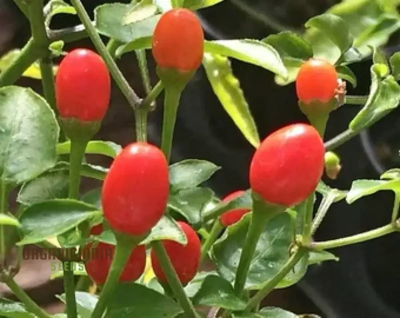 Chilli - Tepin Seeds for Planting | Premium Quality Gardening Seeds for Enthusiasts