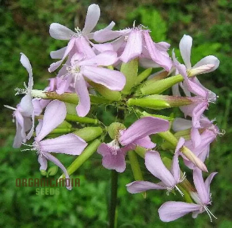 Saponaria Officinalis Seeds for Gardening | Premium Quality Flower Seeds for Beautiful and Lush Gardens