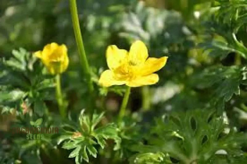 Trollius Pumilus Seeds for Gardening – Perfect for Adding Vibrant Blooms to Your Garden Oasis