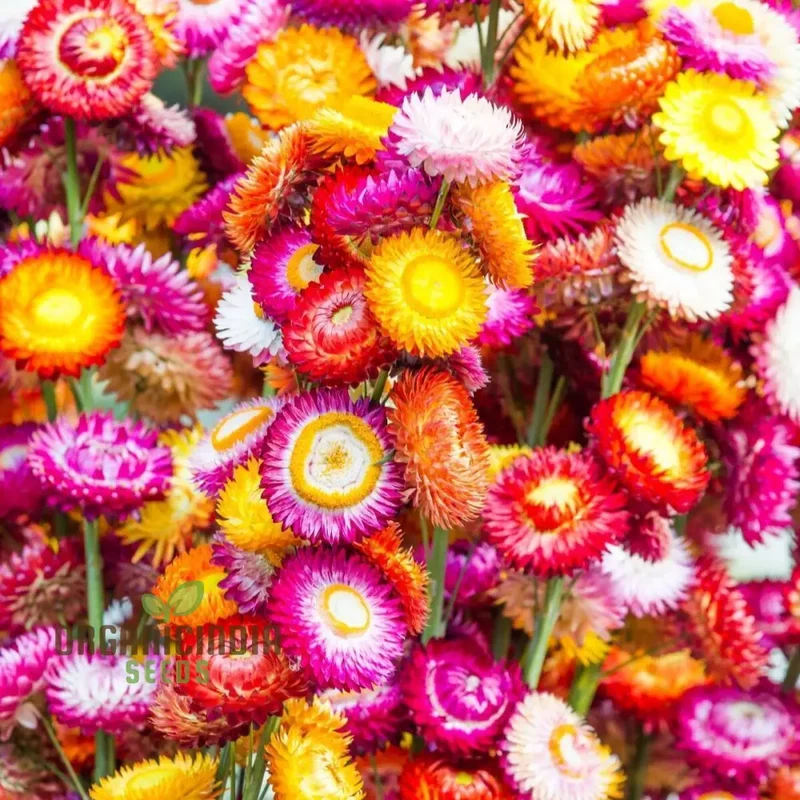 Everlasting Daisy Mixed Seeds – Elevate Your Gardening Experience with Long-Lasting, Vibrant Blooms!