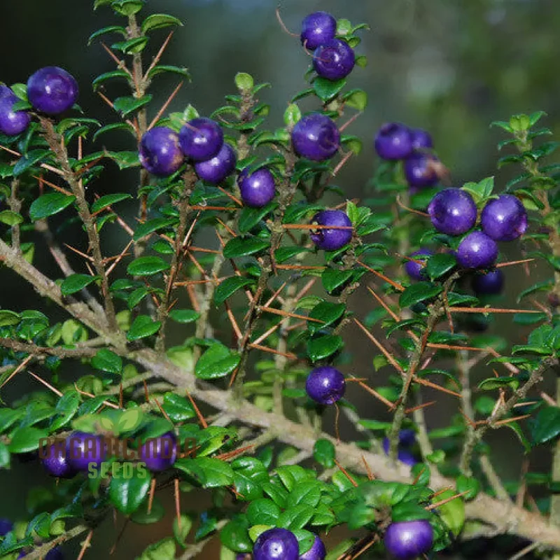 Rhaphithamnus Cyanocarpus Fruit Seeds For Planting, Unique Blue Fruit and Beautiful Blooms for Your Garden