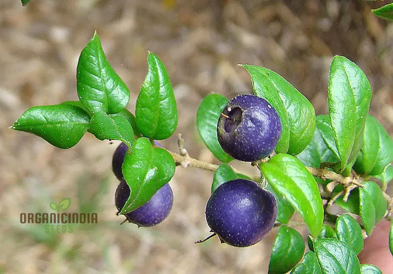 Rhaphithamnus Cyanocarpus Fruit Seeds For Planting, Unique Blue Fruit and Beautiful Blooms for Your Garden