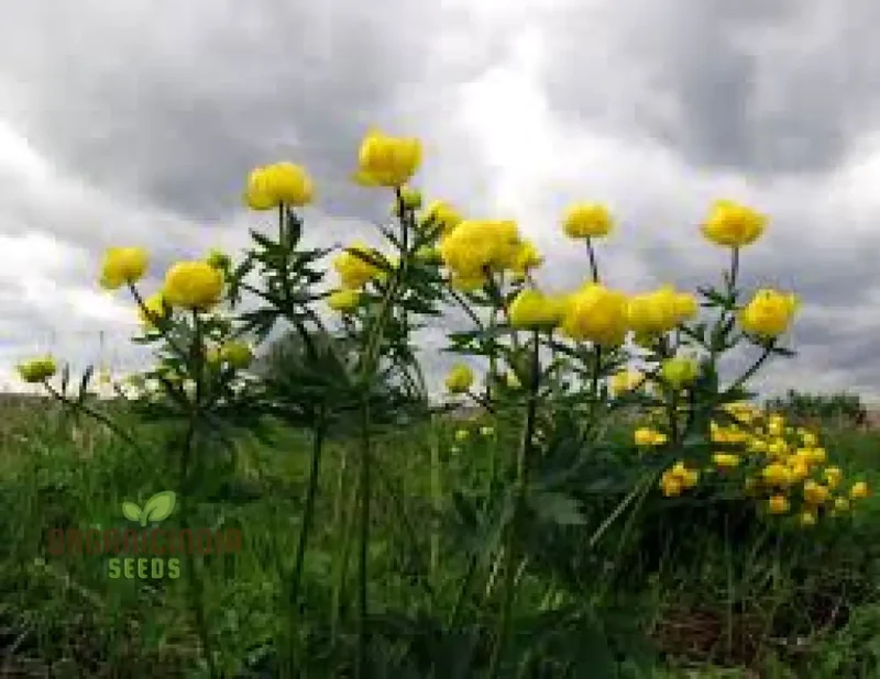 Globeflower Seeds (Trollius Europaeus Seeds) - Vibrant European Blooms for Gardens