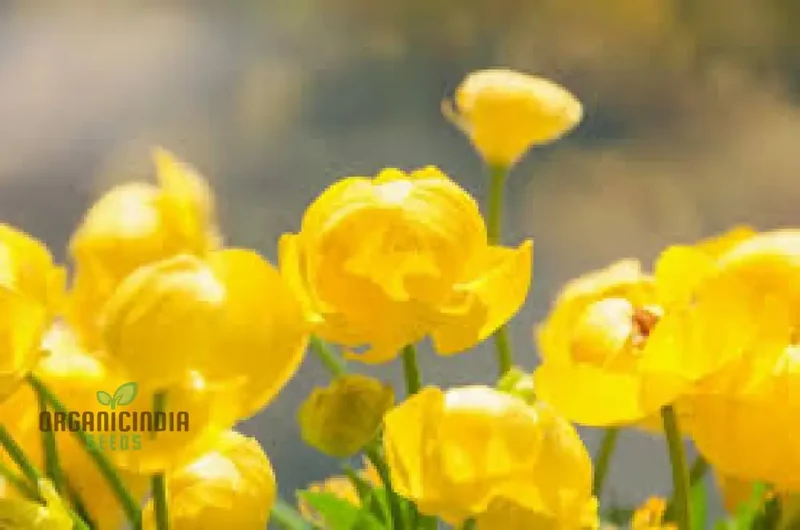 Globeflower Seeds (Trollius Europaeus Seeds) - Vibrant European Blooms for Gardens