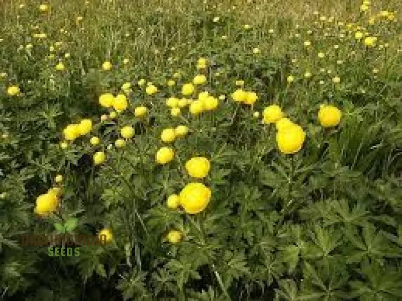 Globeflower Seeds (Trollius Europaeus Seeds) - Vibrant European Blooms for Gardens