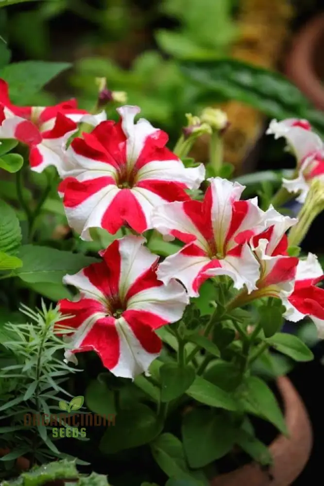 Petunia - Red & White Star Seeds – Add a Burst of Color to Your Garden with Striking, Star-Shaped Blooms