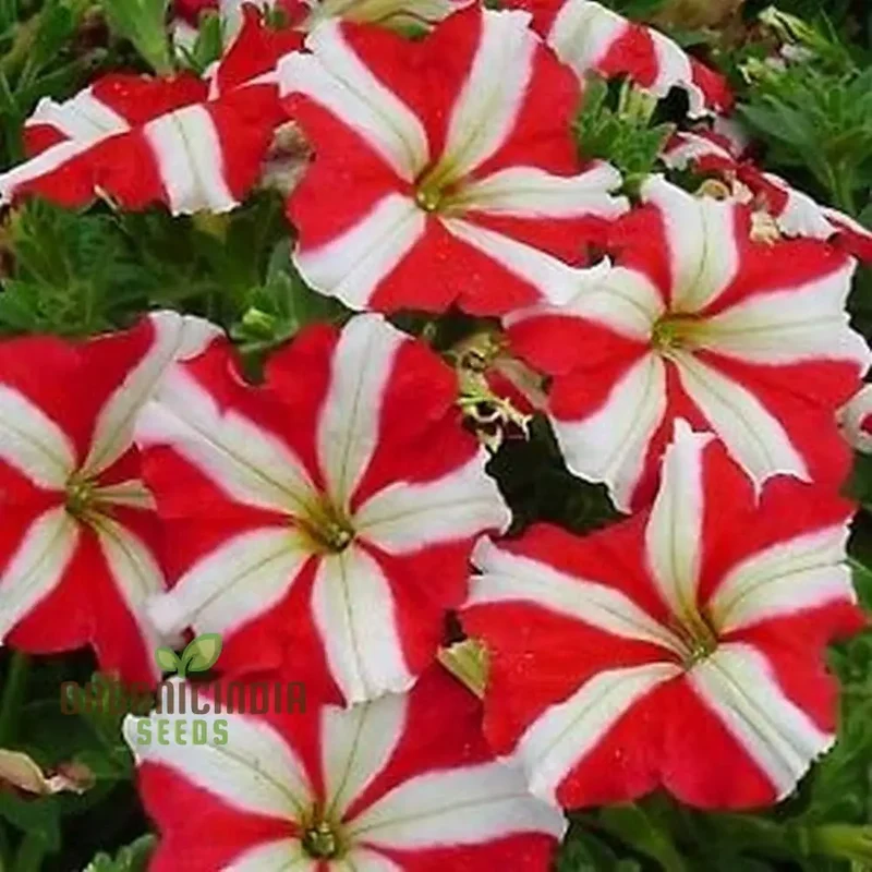 Petunia - Red & White Star Seeds – Add a Burst of Color to Your Garden with Striking, Star-Shaped Blooms