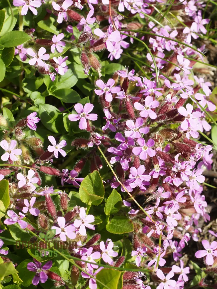 Saponaria Ocymoides Seeds for Gardening | Premium Flower Seeds for Vibrant Gardens | Ideal for Landscaping and Border Planting