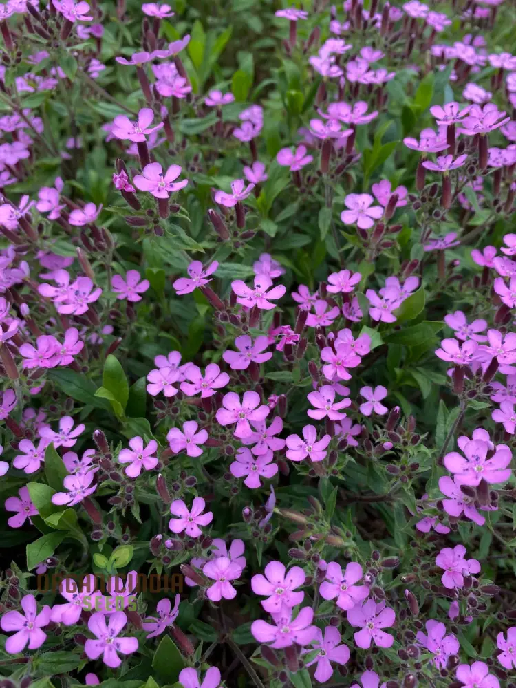 Saponaria Ocymoides Seeds for Gardening | Premium Flower Seeds for Vibrant Gardens | Ideal for Landscaping and Border Planting