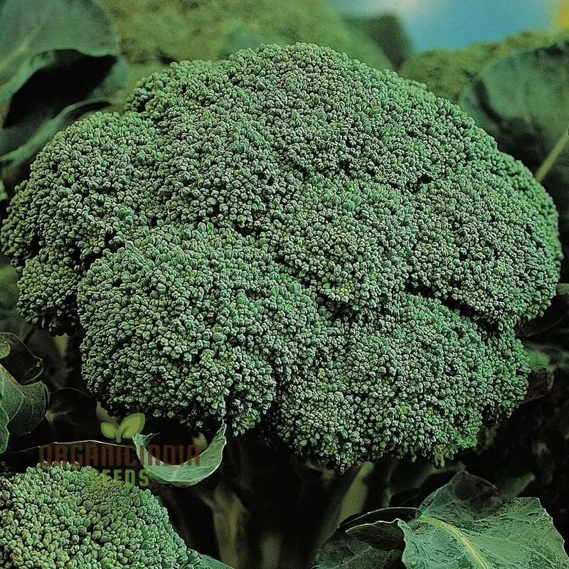 Broccoli - Marvel F1 Seeds for Planting | Premium Gardening Broccoli Seeds