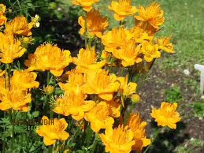 Trollius Seeds (Trollius Chinensis Seeds) - Rare Perennial Blooms to Enhance Your Garden