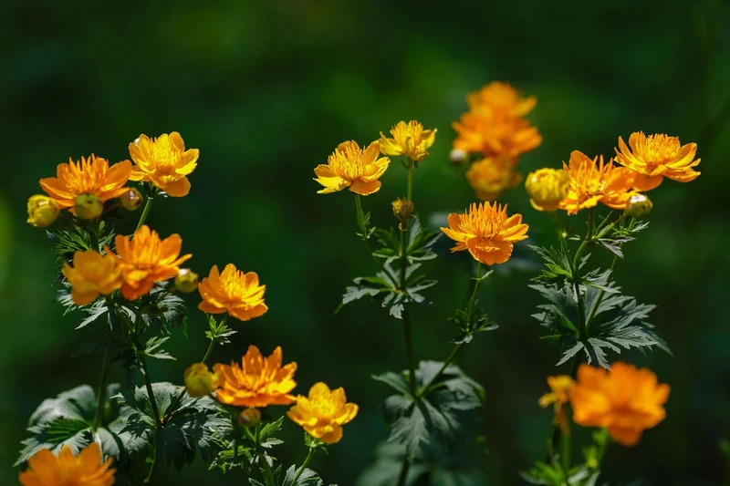 Trollius Seeds (Trollius Chinensis Seeds) - Rare Perennial Blooms to Enhance Your Garden