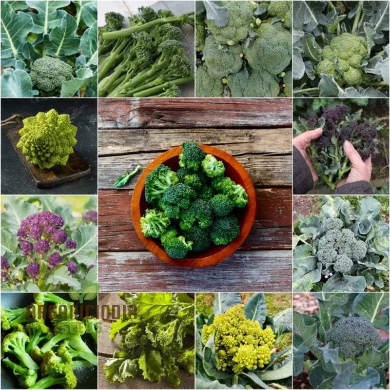 Broccoli Heirloom Mix Seeds for Planting - Premium Quality Seeds for Gardening Enthusiasts