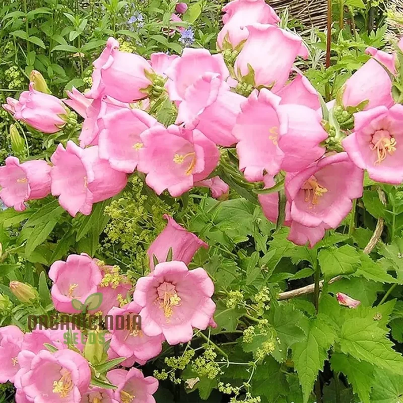 Tussock - Bellflower Single Rose Pink Seeds: Enhance Your Garden with Graceful Blooms â€“ Perfect for Your Gardening Endeavors!
