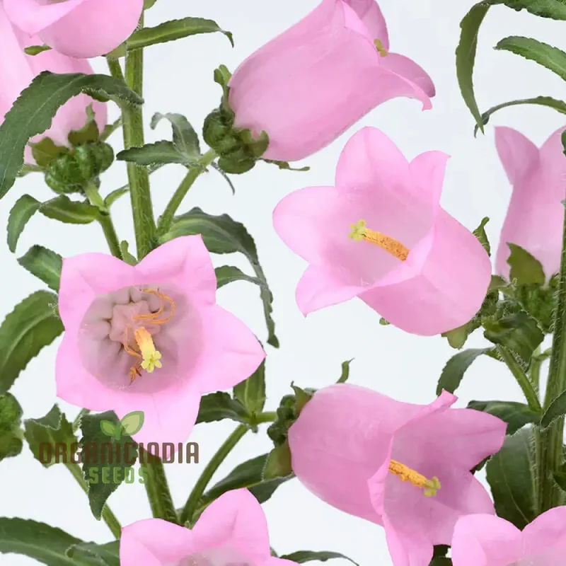 Tussock - Bellflower Single Rose Pink Seeds: Enhance Your Garden with Graceful Blooms â€“ Perfect for Your Gardening Endeavors!