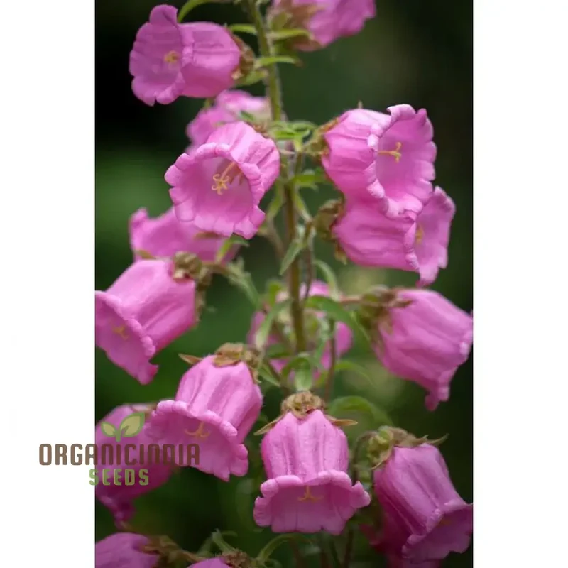 Tussock - Bellflower Single Rose Pink Seeds: Enhance Your Garden with Graceful Blooms â€“ Perfect for Your Gardening Endeavors!