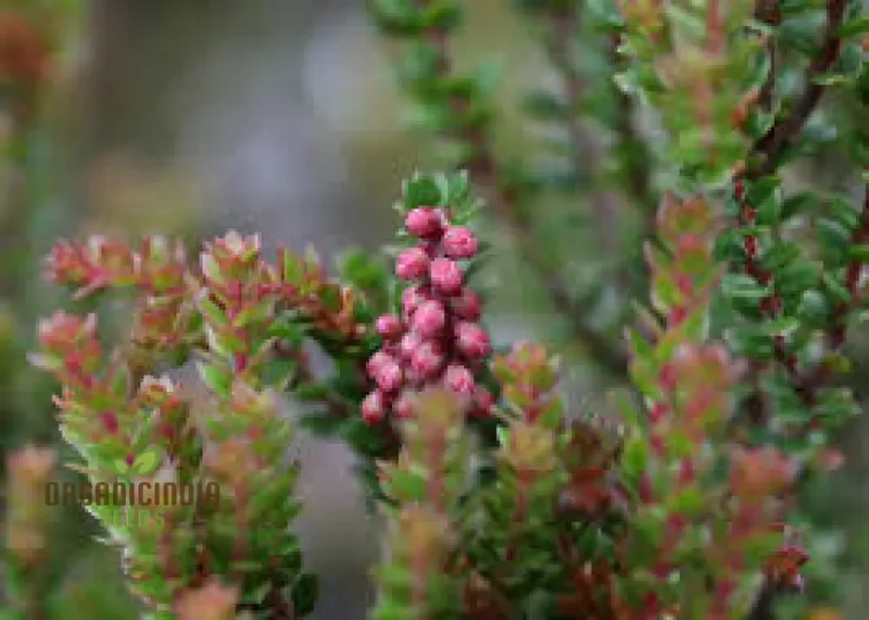 TROCHOCARPA THYMIFOLIA Seeds for Expert Gardening - Enhance Your Garden with These Unique and Hardy Seeds