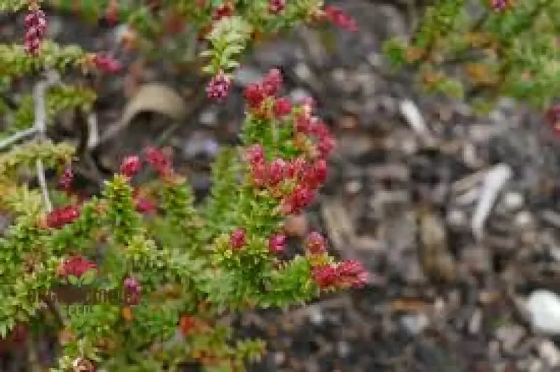 TROCHOCARPA THYMIFOLIA Seeds for Expert Gardening - Enhance Your Garden with These Unique and Hardy Seeds