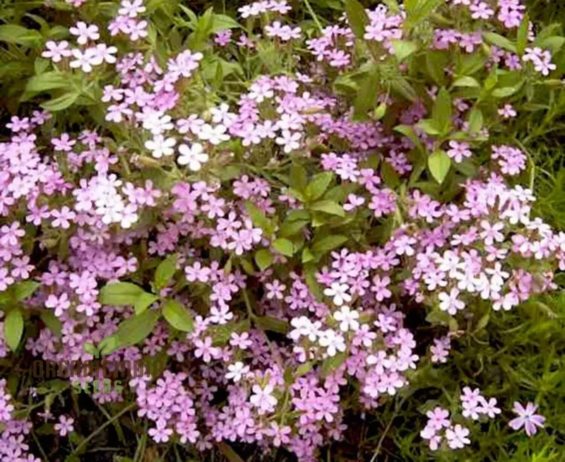 Saponaria Caespitosa Seeds - Hardy Perennial for Vibrant Garden Blooms | Buy Gardening Seeds Online