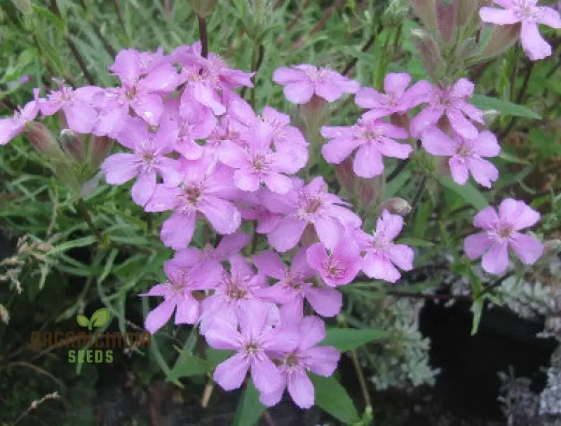 Saponaria Caespitosa Seeds - Hardy Perennial for Vibrant Garden Blooms | Buy Gardening Seeds Online