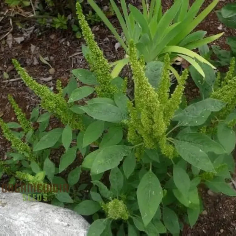 Green Thumb: Amaranth Seeds for Enthusiastic Gardeners Cultivate Beauty and Nutrition from Seed to Harvest!