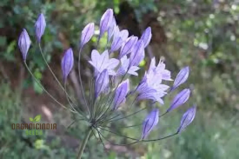 Triteleia Laxa (Brodiaea Laxa) Seeds for Gardening Enthusiasts â€“ Premium Quality Flower Seeds for Vibrant and Lush Gardens