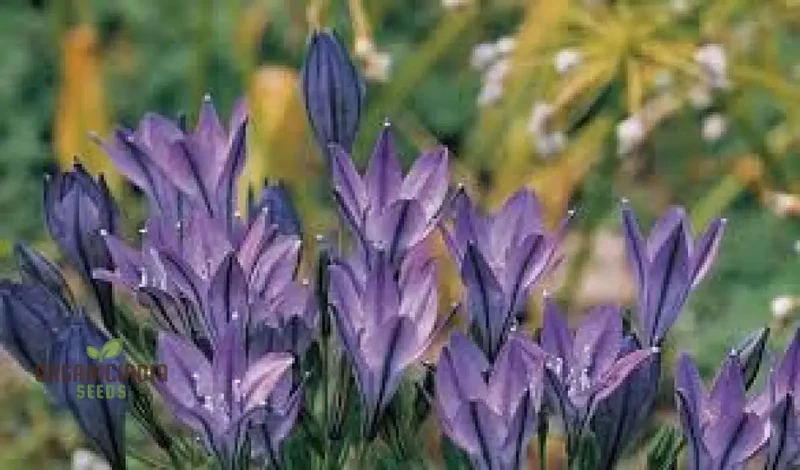 Triteleia Laxa (Brodiaea Laxa) Seeds for Gardening Enthusiasts â€“ Premium Quality Flower Seeds for Vibrant and Lush Gardens
