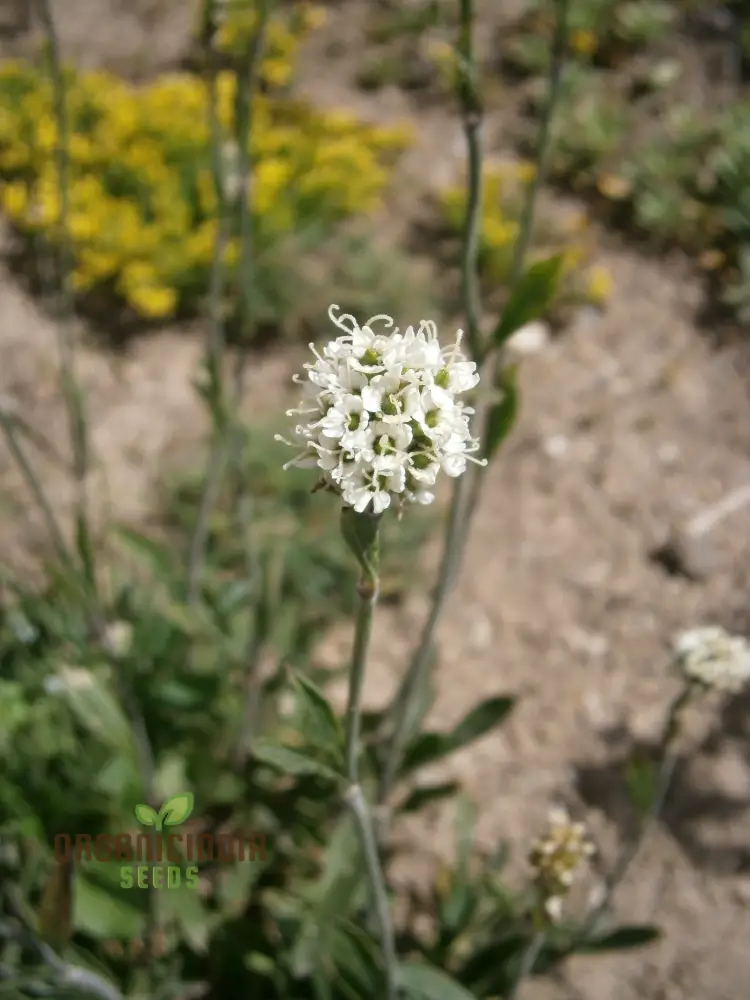 Saponaria Bellidifolia Seeds for Gardening Enthusiasts | Buy Organic Flower Seeds Online