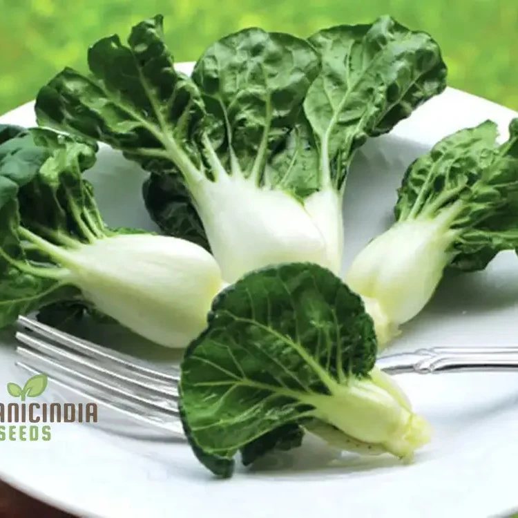 Pak Choi Extra Dwarf Seeds for Planting Your Garden - Organic Gardening Seeds