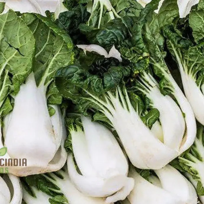 Pak Choi Extra Dwarf Seeds for Planting Your Garden - Organic Gardening Seeds