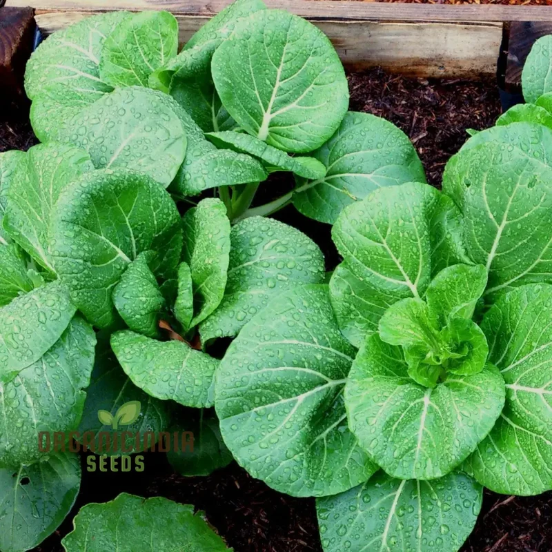 Pak Choi Da Cheong Chae F1 Seeds - Premium Gardening Seeds for Vibrant Greens