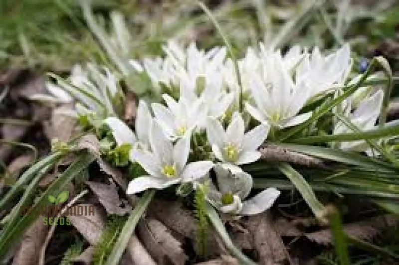 Triteleia hyacinthina Seeds - Rare Garden Flowers for Stunning Spring Blooms in Your Gardening Collection