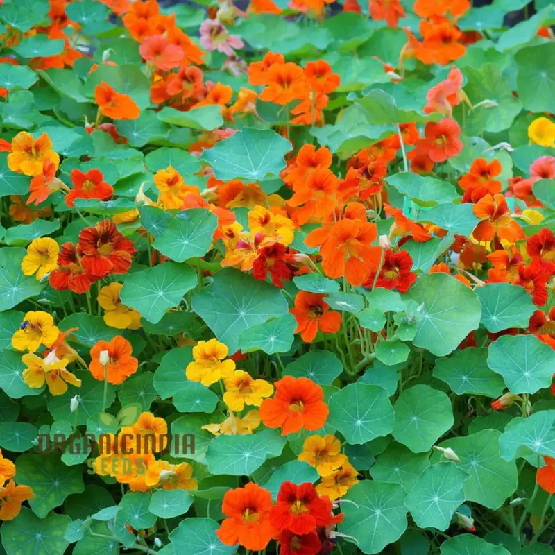 Single Mixed Nasturtium Seeds: Elevate Your Garden with Colorful, Easy-to-Grow Blooms - Perfect for Gardening Enthusiasts!