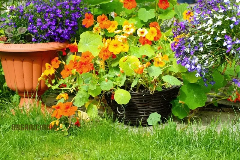 Single Mixed Nasturtium Seeds: Elevate Your Garden with Colorful, Easy-to-Grow Blooms - Perfect for Gardening Enthusiasts!