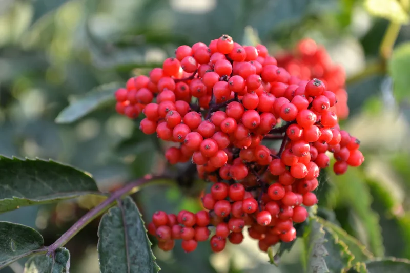 Sambucus Sachalinensis Seeds - Premium Gardening Planting Kit for Beginners and Experts