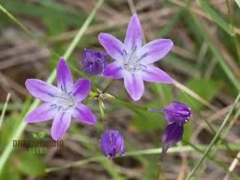 Triteleia bridgesii Seeds for Exquisite Garden Blooms | Rare Bulbous Seeds for Spring Gardening