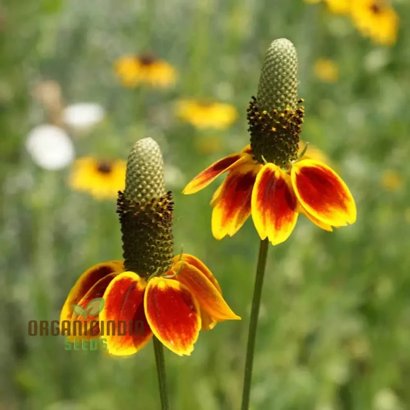 Ratibida Columnifera Flower Seeds For Planting, Vibrant Prairie Flowers for Your Garden