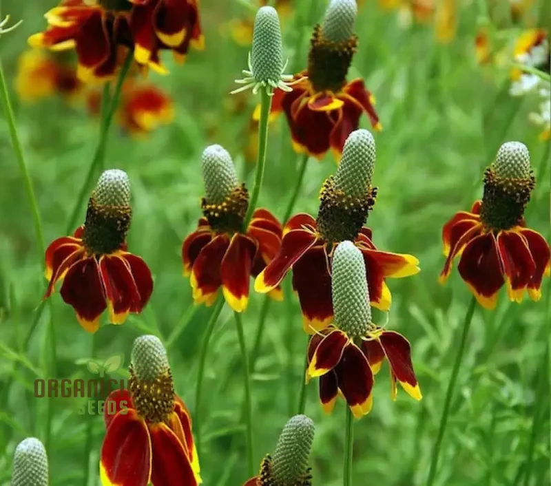 Ratibida Columnifera Flower Seeds For Planting, Vibrant Prairie Flowers for Your Garden