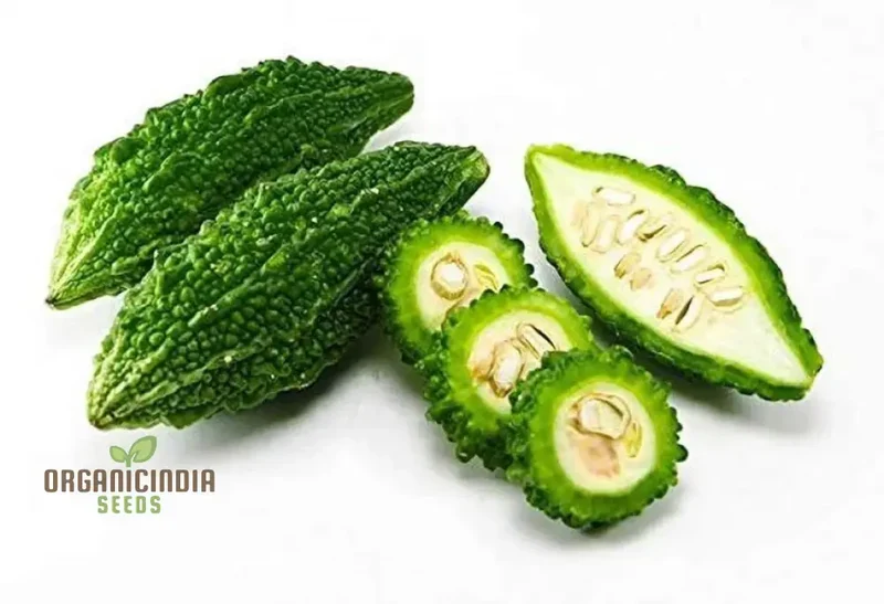Bitter Melon Jounpuri Seeds - Premium Quality for Your Garden | Buy Seeds Online