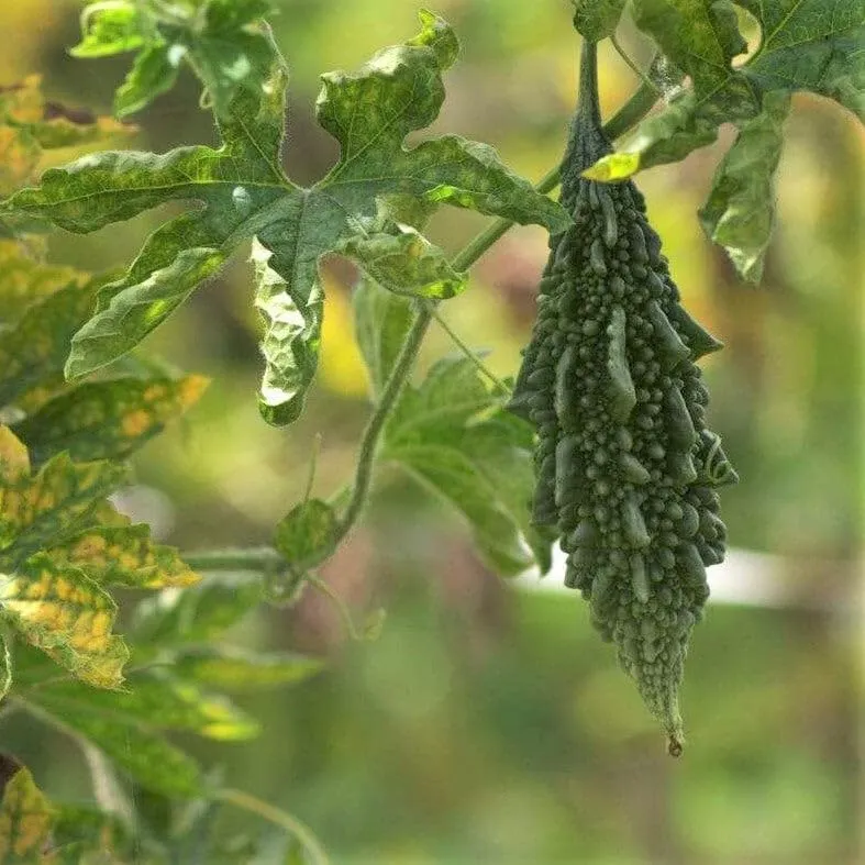 Bitter Melon Jounpuri Seeds - Premium Quality for Your Garden | Buy Seeds Online