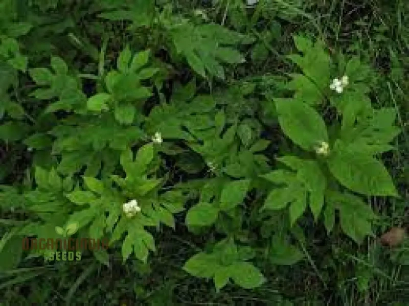 Triosteum Pinnatifidum Seeds for Exquisite Gardening Enthusiasts | Unique Perennial Flower Seeds
