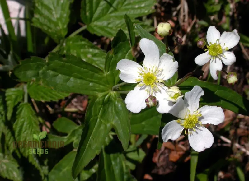 Ranunculus Platanifolius Flower Seeds For Planting, Adding Stunning Large Blooms to Your Garden