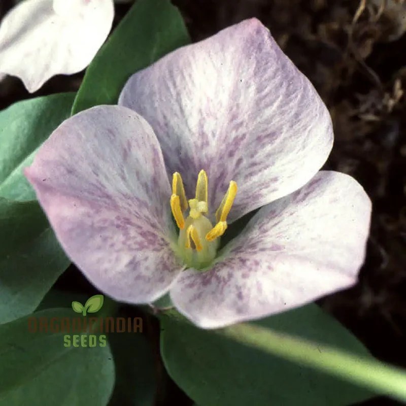 Trillium Seeds (Trillium Rivale Seeds) - Rare Shade-Loving Perennial Variety