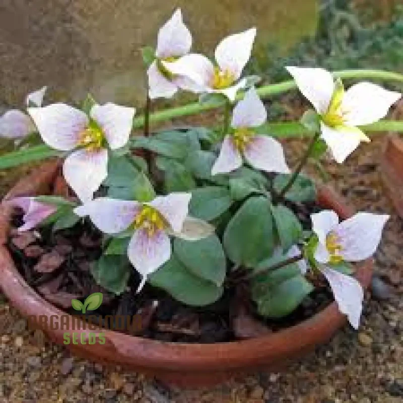 Trillium Seeds (Trillium Rivale Seeds) - Rare Shade-Loving Perennial Variety