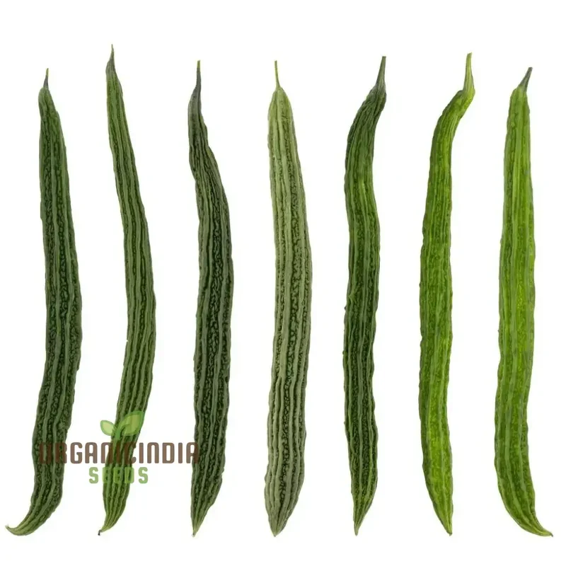 Bitter Melon Japanese Long Seeds - Premium Quality for Gardening Enthusiasts