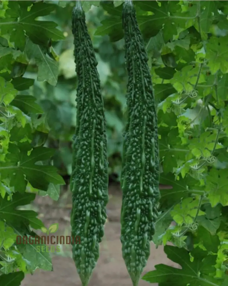 Bitter Melon Japanese Long Seeds - Premium Quality for Gardening Enthusiasts