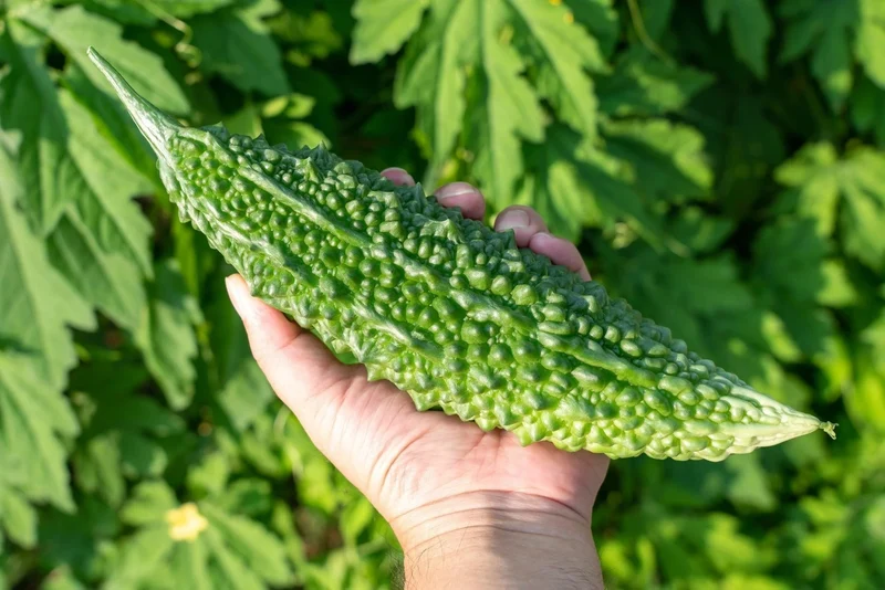 Bitter Melon Japanese Long Seeds - Premium Quality for Gardening Enthusiasts