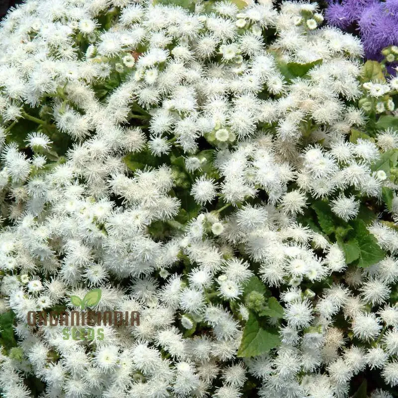 Ageratum - Ball White Seeds: Elevate Your Gardening Experience with Beautiful, Blooming Flowers!