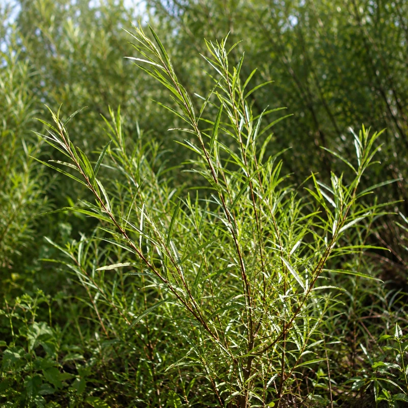 Saule des sables ( Salix interior )