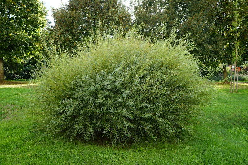 Saule pourpre nain ( Salix purpurea )
